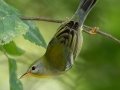 Northern Parula -  Lake Barkley WMA,  Stewart County, Sept 20 2021