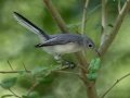 Blue-gray Gnatcatcher -  Lake Barkley WMA,  Stewart County, Sept 20 2021