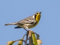 Yellow-throated Warbler - Land Between the Lakes, Gray's Landing, Stewart County, Sept 25, 2021