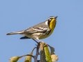 Yellow-throated Warbler - Land Between the Lakes, Gray's Landing, Stewart County, Sept 25, 2021