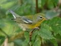 Northern Parula -  Lake Barkley WMA,  Stewart County, Sept 20 2021