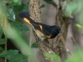 American Redstart - Lake Barkley WMA, Stewart County, Sept 30, 2021