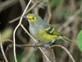 White-eyed Vireo -  Lake Barkley WMA,  Stewart County, Sept 20, 2021