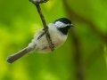 Carolina Chickadee - Barkley WMA, Stewart County, Sept 8, 2021