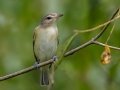 Warbling Vireo - Lake Barkley WMA, Stewart County, Sept 30, 2021
