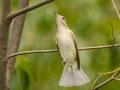 Warbling Vireo - Lake Barkley WMA, Stewart County, Sept 30, 2021