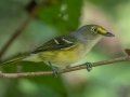 White-eyed Vireo -  Lake Barkley WMA,  Stewart County, Sept 20 2021