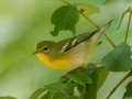 Northern Parula (female) - Barkley WMA, Stewart County, Sept 8, 2021