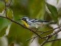 Yellow-throated Warbler - Kentucky Lake Eagle Creek Embayment, Henry County, Sept 14, 2021
