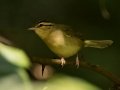 Worm-eating Warbler - Barkley WMA, Stewart County, Sept 8, 2021
