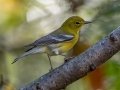 Pine Warbler - Land Between the Lakes - Gray's Landing, Stewart County, Sept 25,, 2021