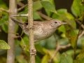 House Wren - Lake Barkley WMA, Stewart County, Sept 30, 2021