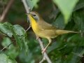 Common Yellowthroat -  Lake Barkley WMA,  Stewart County, Sept 20 2021