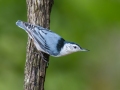 White-breasted Nuthatch - Lake Barkley WMA, Sept 15, 2021