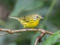 Prairie Warbler -  Lake Barkley WMA,  Stewart County, Sept 20 2021