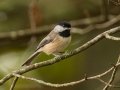 Carolina Chickadee - Lake Barkley WMA, Sept 15, 2021