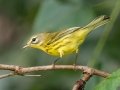 Prairie Warbler -  Lake Barkley WMA,  Stewart County, Sept 20 2021