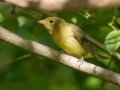 Summer Tanager - Barkley WMA, Stewart County, Sept 8, 2021