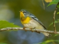 Northern Parula - Land Between the Lakes, Gray's Landing, Stewart County, Sept 25, 2021