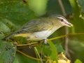 Red-eyed Vireo - Barkley WMA, Stewart County, Sept 8, 2021