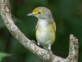 White-eyed Vireo -  Lake Barkley WMA,  Stewart County, Sept 20 2021