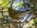 Bay-breasted Warbler - Land Between the Lakes - Gray's Landing, Stewart County, Sept 25,, 2021