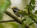 Golden-winged Warbler - Lake Barkley WMA, Sept 15, 2021