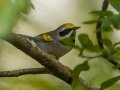 Golden-winged Warbler - Lake Barkley WMA, Sept 15, 2021
