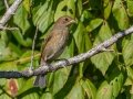 Indigo Bunting - Barkley WMA, Stewart County, Sept 8, 2021