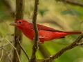 Summer Tanager - Land Between the Lakes, Gray's Landing, Stewart County, Sept 25, 2021
