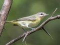 Philadelphia Vireo - 582 River Road, Dover, Stewart County, Sept 30, 2021