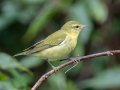Tennessee Warbler -  Lake Barkley WMA,  Stewart County, Sept 20 2021