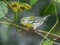 Northern Parula -  Lake Barkley WMA,  Stewart County, Sept 20 2021