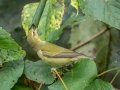 Tennessee Warbler -  Lake Barkley WMA,  Stewart County, Sept 20 2021