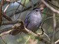 Gray Catbird - Fort Defiance Civil War Park & Interpretive Center, Montgomery County, Oct 17, 2021