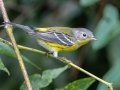 Magnolia Warbler -  Lake Barkley WMA,  Stewart County, Sept 20 2021