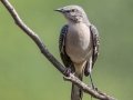 Northern Mockingbird - Kentucky Lake- Eagle Creek, Henry County, Sept 25, 2021