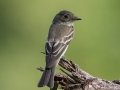 Eastern Wood-Pewee- Kentucky Lake- Eagle Creek, Henry County, Sept 25, 2021