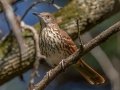Brown Thrasher - Fort Defiance Civil War Park & Interpretive Center, Montgomery County, Oct 17, 2021