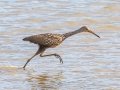 Limpkin - Tennessee NWR--Duck River Unit-Heron Island Roost Viewing Area, Humphreys County, Oct 27, 2021
