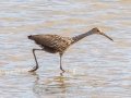 Limpkin - Tennessee NWR--Duck River Unit-Heron Island Roost Viewing Area, Humphreys County, Oct 27, 2021