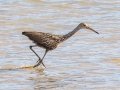 Limpkin - Tennessee NWR--Duck River Unit-Heron Island Roost Viewing Area, Humphreys County, Oct 27, 2021