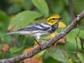 Black-throated Green Warbler- 582 River Road, Dover, Stewart County, Sept 30, 2021