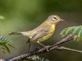 Prairie Warbler -  Lake Barkley WMA,  Stewart County, Sept 20 2021