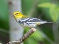 Black-throated Green Warbler- 582 River Road, Dover, Stewart County, Sept 30, 2021