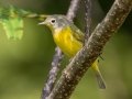 Nashville Warbler - Lake Barkley WMA, Sept 15, 2021