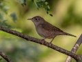 House Wren -  Lake Barkley WMA,  Stewart County, Sept 20 2021