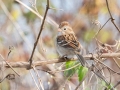 Field Sparrow - Tennessee NWR--Duck River Unit--Heron Island Roost Viewing Area, Humphreys County, Oct 27, 2021