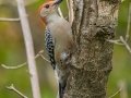 Red-bellied Woodpecker - Cross Creeks NWR - Headquarters, Stewart County, Sept 30, 2021