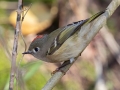 Ruby-crowned Kinglet (male with molting crown), Fort Defiance, Clarksville, Montgomery County, Oct 17, 2021